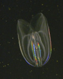 Bioluminescent  Comb Jellyfish