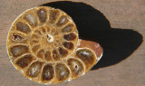 Ammonite Fossil Shell and Shadow