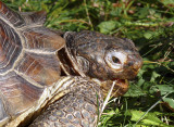 Mojave Desert Tortoise