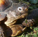 Mojave Desert Tortoise With Gular Horn