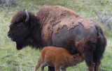 And the Mother Bison Said...