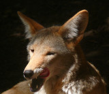 Coyote