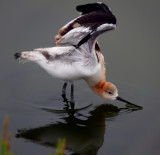 American Avocet