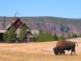 Bison at Old Faithful Inn