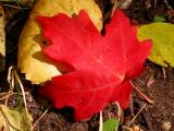 Maple Leaf in Utah
