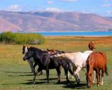 Bear Lake Horses