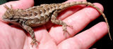 Western Fence Lizard
