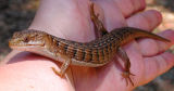 Southern Alligator Lizard