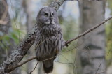 Lappuggla (Great Gray Owl)