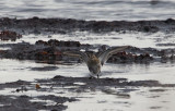 Krrsnppa (Dunlin)