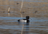 Ringand (Ring-necked Duck)