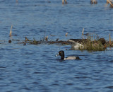 Ringand (Ring-necked Duck)