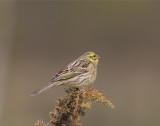 Gulsparv (Yellowhammer)