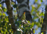 Polyglottsngare (Melodious Warbler)