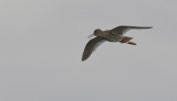 Rdbena (Redshank)