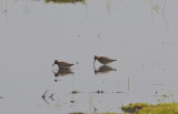 Spovsnppa (Curlew Sandpiper)