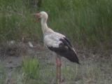 Vit Stork (White Stork)