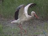 Vit Stork (White Stork)