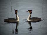 Skggdopping (Great Crested Grebe)