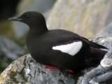 Black Guillemot