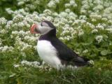 Puffin