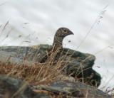 Fjllripa (Ptarmigan)