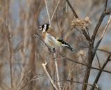 Steglits (Goldfinch)