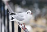 Skrattms (Black-headed Gull)