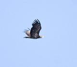 Havsrn (White-tailed Eagle)