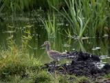 Rdspov (Black-tailed Godwit)