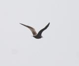 Kustlabb (Arctic Skua)