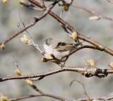 rtsngare (Lesser Whitethroat)