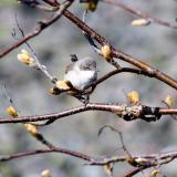 rtsngare (Lesser Whitethroat)