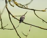 Halsbandsflugsnappare (?) (Collared Flycatcher)