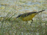 Gulrla (Yellow Wagtail)