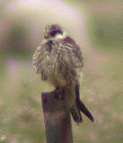 Aftonfalk (Red-footed Falcon)