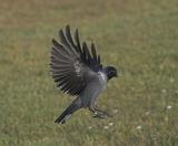 Kaja (Jackdaw)