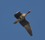 Blsgs (White-fronted Goose)