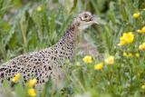 Fasan (Pheasant)