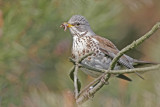 Bjrktrast (Fieldfare)