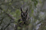 Hornuggla (Long-eared Owl)