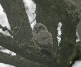 Kattuggla (Tawny Owl)