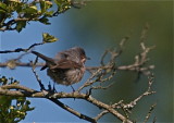 Rdstrupig sngare (Subalpine Warbler)