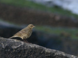 Rock Pipit