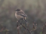 Siberian Stonechat