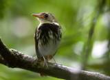 Southern Antpipit