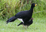 Bare-faced Curassow