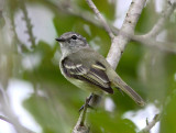 Planalto Tyrannulet