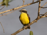 Social Flycatcher