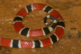 Coral snake